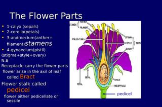 THE FLOWERS.ppt